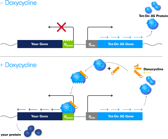 Retro X Tet One Inducible Expression Systems